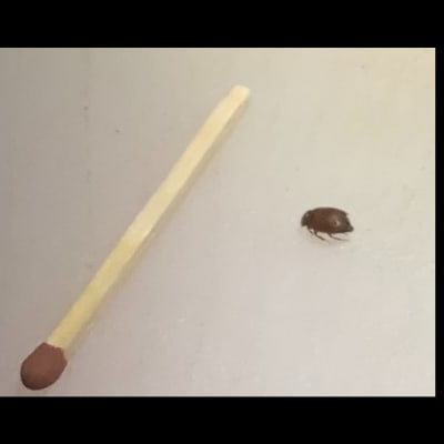 Två bilder på liten insekt med tändsticka bredvid som jämförelse.
