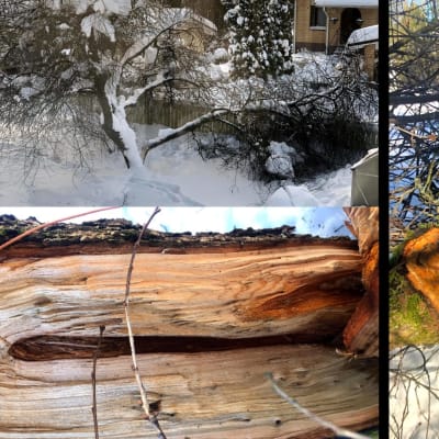 Tre bilder på körsbärsträd som brustit av snömängd.