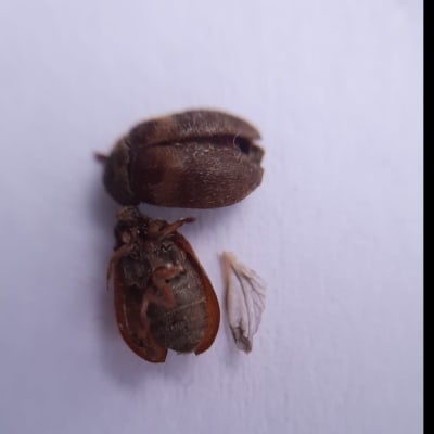 Två bilder på insekter och insektdelar.
