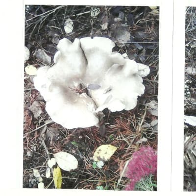Två bilder på vit svamp.