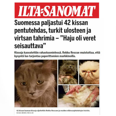 Faximil av Ilta-Sanomats artikel om kattfabriken