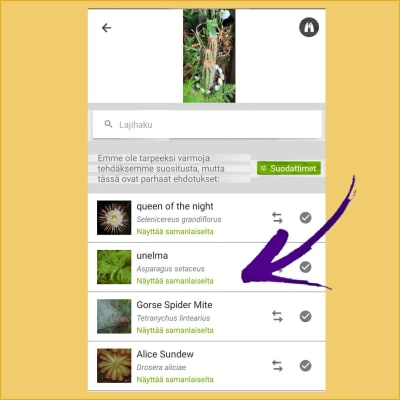 Ruutukaappauksessa kuva iNaturalist-sovelluksesta, jolla yritetään tunnistaa kaktusta ja unelma-kasvia. 
