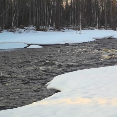 Tengeliönjoki 26.4.2023