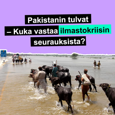 Kuvassa tulva-alue pakistanissa. Kuvassa karjaa viedään veden läpi.