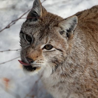 Ilves lipoo huuliaan Ranuan eläinpuistossa.