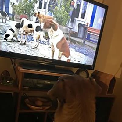 Koira katsoo televisiota, kuvaruudussa koiria.