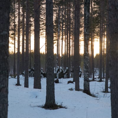 Varusmiehet pystyttävät telttaa auringon laskiessa. 