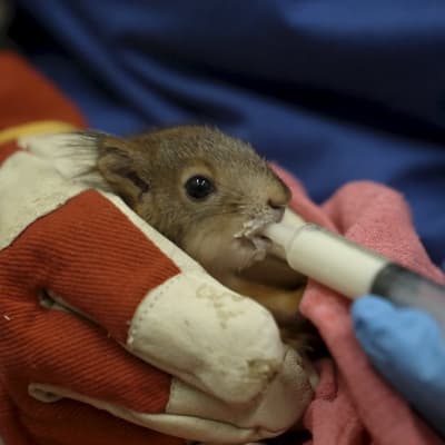 Pieni oravanpoikanen on villieläinsairaalan työntekijän kädessä ja saa kissanmaidonkorviketta ruiskulla.