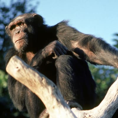simpanssi puussa.