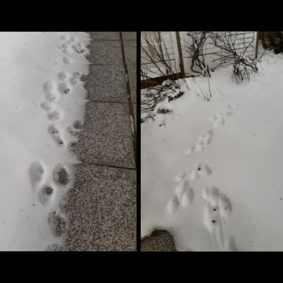 Tre bilder på däggdjursspår i snö.