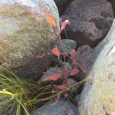 tre bilder på roströd växt bland stenar.