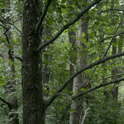 En skog med klibbalar, grön skymning som stora träd skapar.
