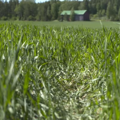 Kuivuuden koettelemaa kitukasvuista peltoa.
