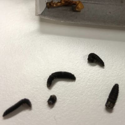 Fem svarta torkade larver på vit bordsskiva