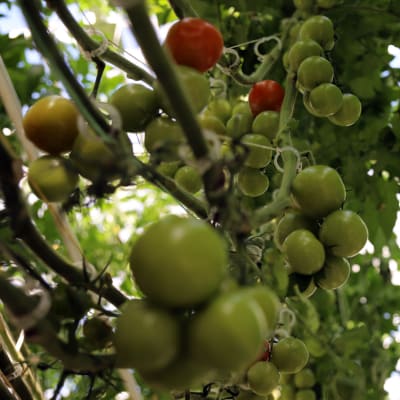 Tomater som mognar i ett växthus