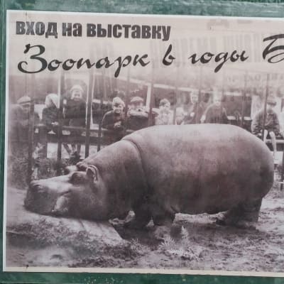 Virtahepo Krasavitsa Leningradin eläintarhan piiritysmuseon kyltissä.