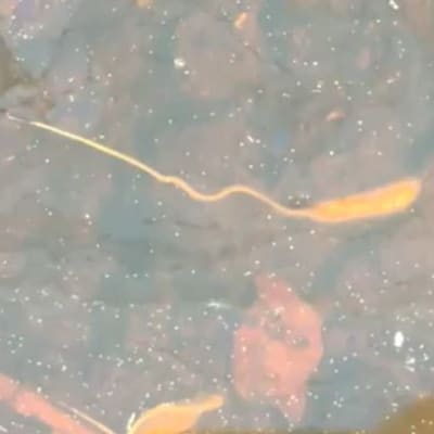 Orangefärgat dur som simmar i vattnet som samlats i en skottkärra.