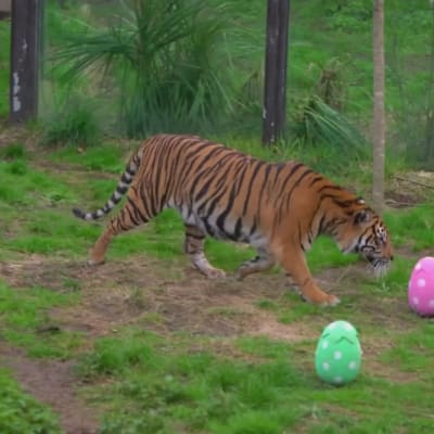 Tiger leker med påskägg på London Zoo