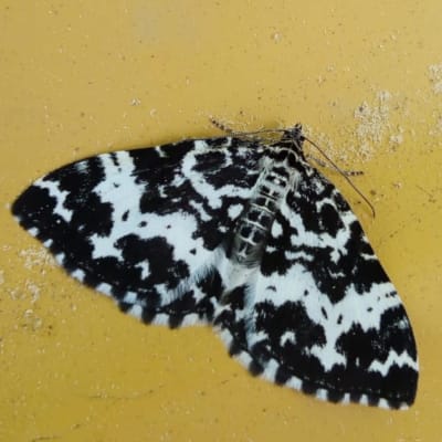 En fjäril på gul bakgrund med svart och vit teckning på vingarna.
