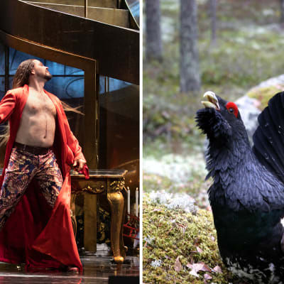 Kuva on jaettu kahteen osaan. Kuvan vasemmassa puoliskossa Don Giovanni ja oikealla puolella soitimella oleva metsokukko.
