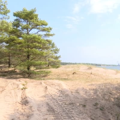 En sandstrand med tallar och hav.