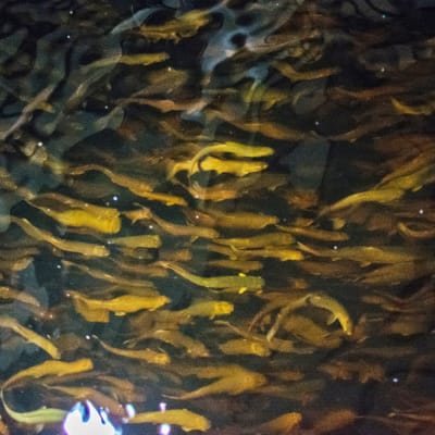 Kirjolohen poikasia Finnforel Oy:n kalanviljelylaitoksella Varkaudessa.