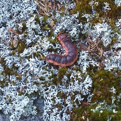 En orange och brunfärgad larv på mossa.