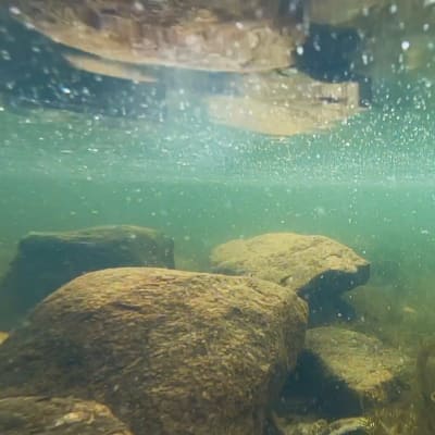 Kiviä Littoistenjärven pohjassa, kuvattu veden alta.
