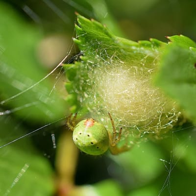 En ljusgrön spindel klättrar på en spunnen boll som sitter fast i blad.