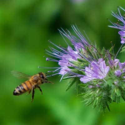Mehiläinen hunajakukalla