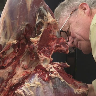 Torsten Mörner inspekterar kött på en vitsvanshjort.