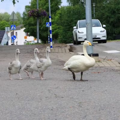 Joutsenperhe kävelee jalkakäytävällä.
