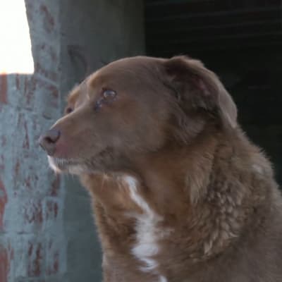 Bobi, den äldsta hunden någonsin.