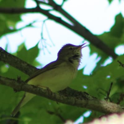 En småfågel med öppen mun i lövträd.