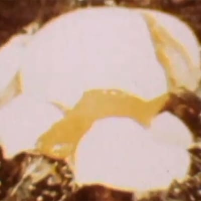Kananmuna hajoaa pudotessaan asfaltille (1974).