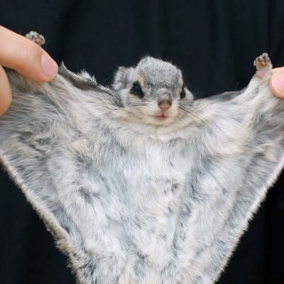Liito-orava