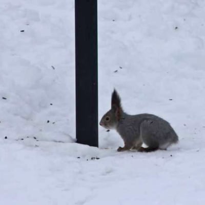 Lumihangella on orava, jolla ei ole häntää.