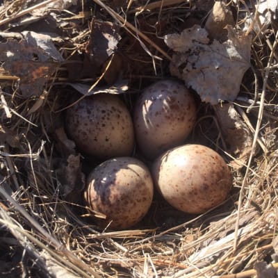 Ett fågelbo med fyra brunspräckliga ägg.