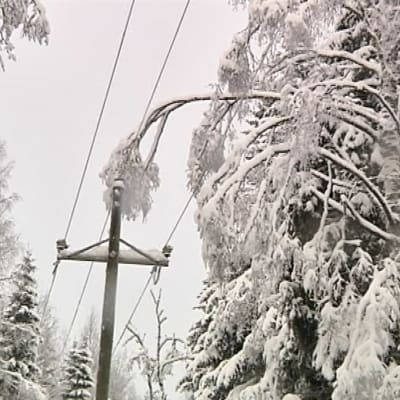 Puu on taipunut sähkölinjan päälle lumisessa metsässä.