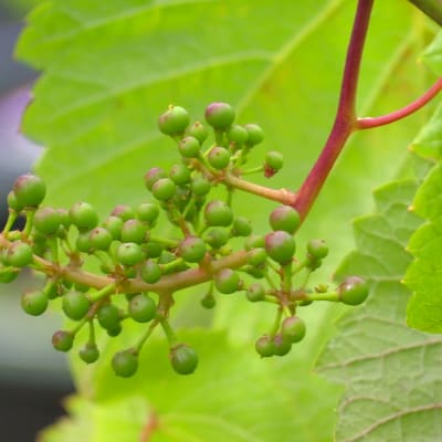 Råa druvor i vinodling i Sundom