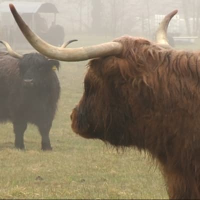 Kor av rasen Highland Cattle.