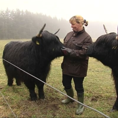 Boskapsuppfödare Arja Pimietta med två av sina kor.