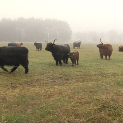 En grupp kor av rasen Highland Cattle.