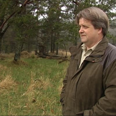 Marrku Pimietta föder upp Highland Cattle-nötboskap.