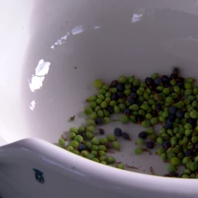 Enbär i mortel