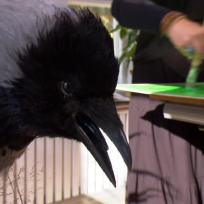 Kråkan följer med Camillas målande