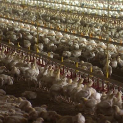 En holländsk kycklingfarm med 450 000 broilerkycklingar.