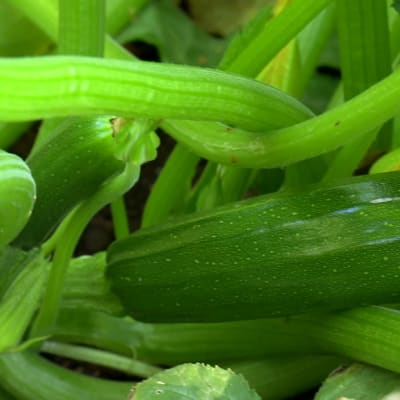 zucchiniplanta