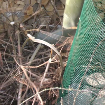 kvistar stampas ner i botten på nyckelhålsträdgården