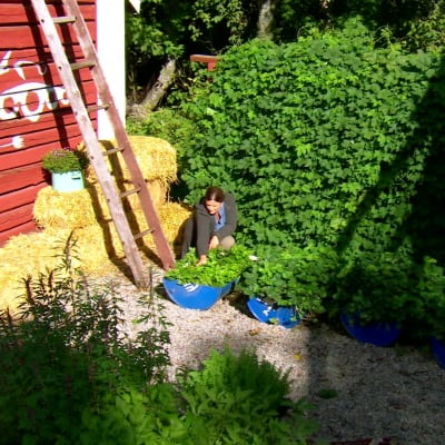Vy över bärodlingen i trädgården på Strömsö.